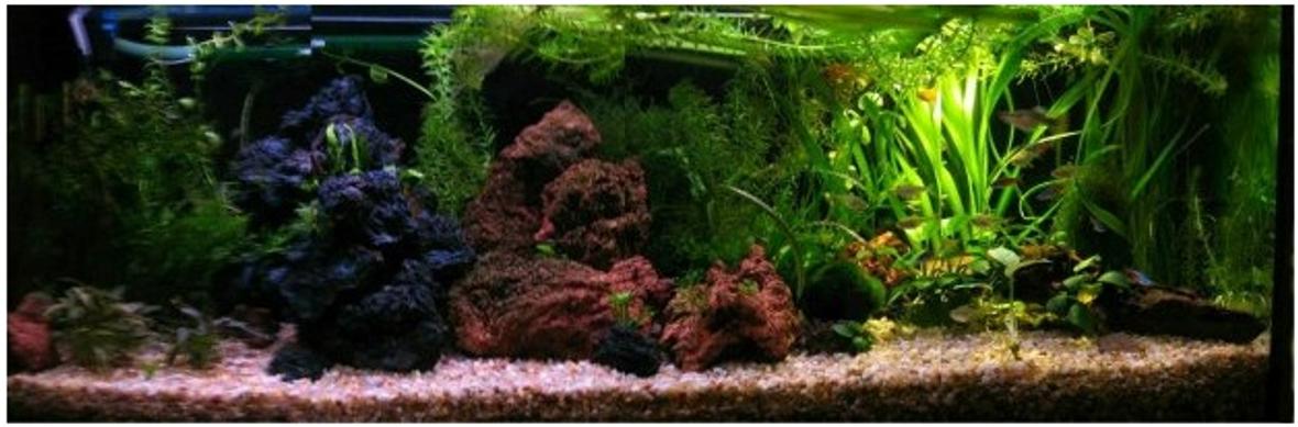 planted tank (mostly live plants and fish)