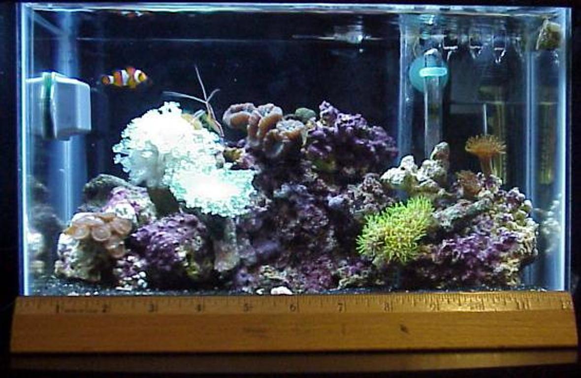 reef tank (mostly live coral and fish) - 2.5 gal tank, 3x 13watt lights, a 50 watt heater, mini HOB filter, small assorted corals, 1 O. Clown and 1cleaner shimp