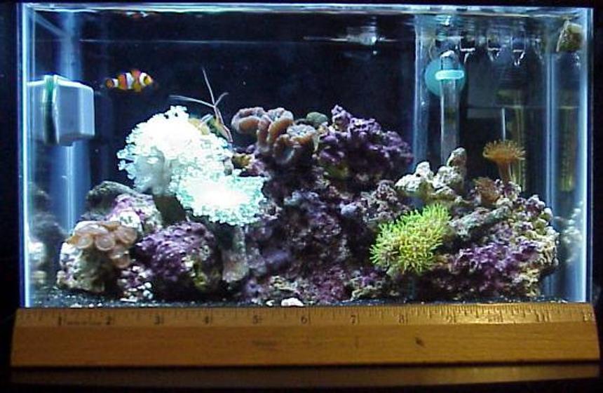 Rated #969: Reef Tank - 2.5 gal tank, 3x 13watt lights, a 50 watt heater, mini HOB filter, small assorted corals, 1 O. Clown and 1cleaner shimp