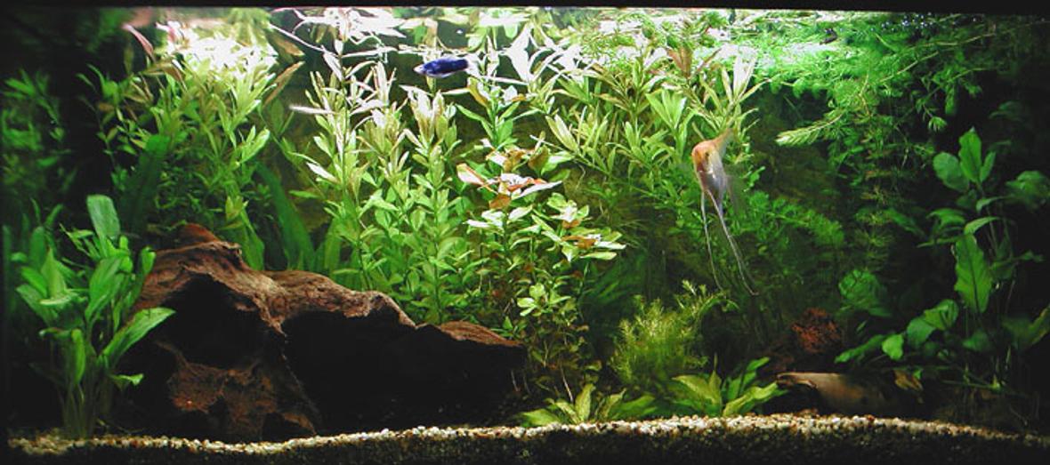 planted tank (mostly live plants and fish) - only 2 months in aqualand