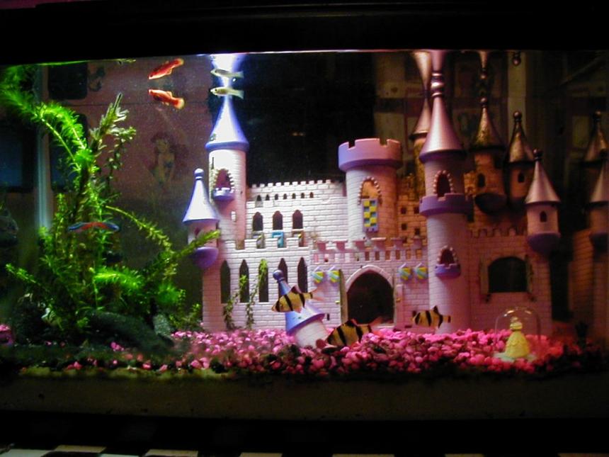 Rated #3624: Freshwater Fish Tank