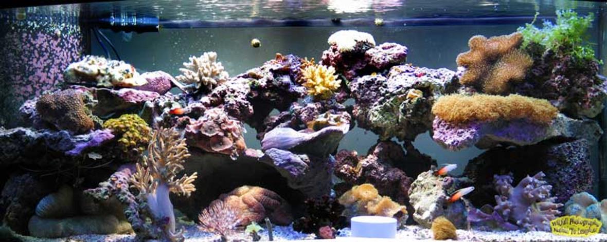 reef tank (mostly live coral and fish) - 72 bowfront reef