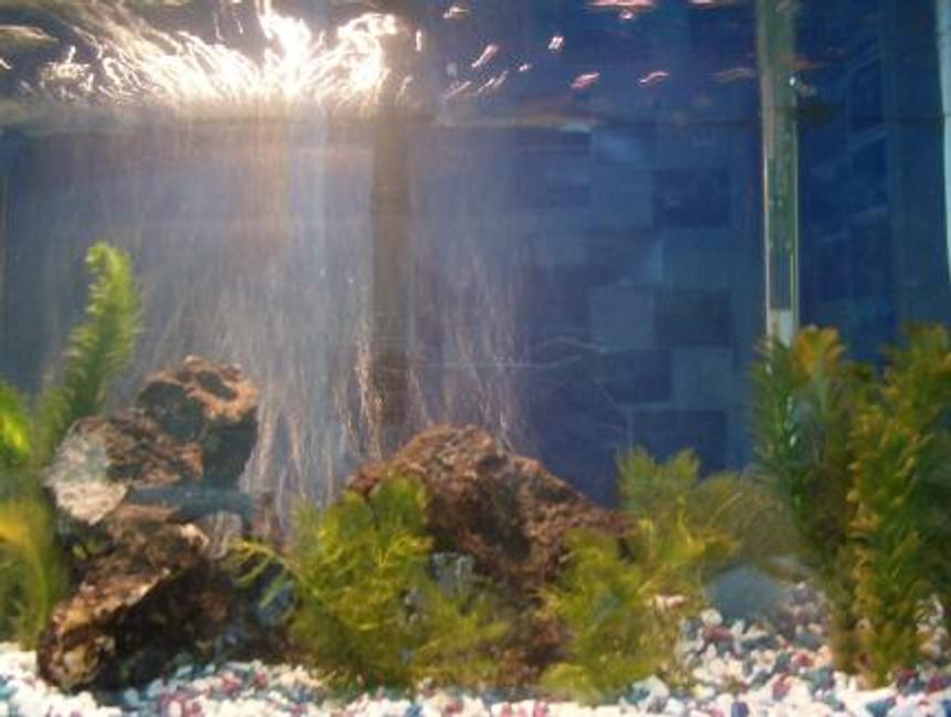 Rated #3732: Freshwater Fish Tank - New at the fish thing...getting ideas for my own tank!