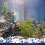 freshwater fish tank (mostly fish and non-living decorations) - New at the fish thing...getting ideas for my own tank!