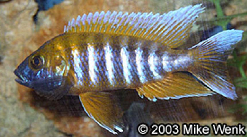 Rated #797: Freshwater Fish - Aulonocara Jacobfreibergi - African Butterfly Peacock - 5" African Cichlid - (Aulonocara Jacobfreibergi) in 72 Gal bowfront.