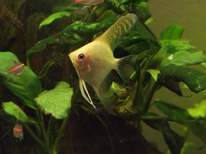 freshwater fish - pterophyllum sp. - albino angel
