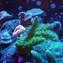 corals inverts - pocillopora damicornis - green pocillopora damicornis - 55gal All Glass- Dual 175W Ushio 10k MH 110W PC Actinics Dual 10gal sumps/fuges ETSS Super Reef Devil Mag 18 Pump RioSeio Powerhead