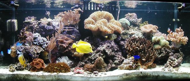 80 gallons reef tank (mostly live coral and fish) - 80g Reef with center overflow and Eco-system filtration, 2-250w Iwasaki MH and 2-110w VHO Actinic. Auto topoff