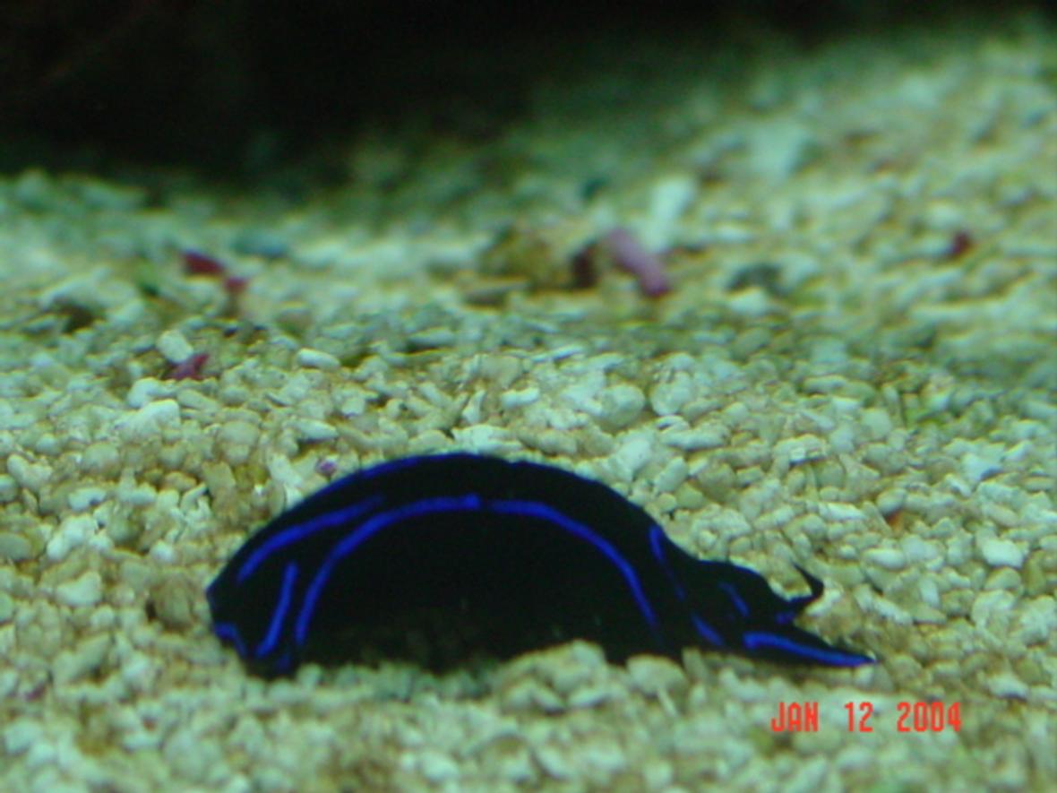 corals inverts - aplysia sp. - sea hare stocking in 72 gallons tank