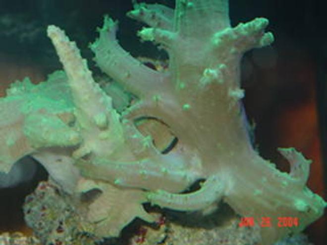 corals inverts - paralemnalia sp. - tree coral stocking in 72 gallons tank