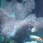 corals inverts - heliopora coerulea - blue ridge coral stocking in 72 gallons tank