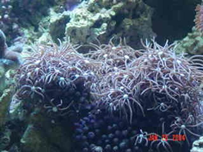 corals inverts - briareum sp. - starburst polyp stocking in 72 gallons tank