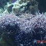 corals inverts - briareum sp. - starburst polyp stocking in 72 gallons tank