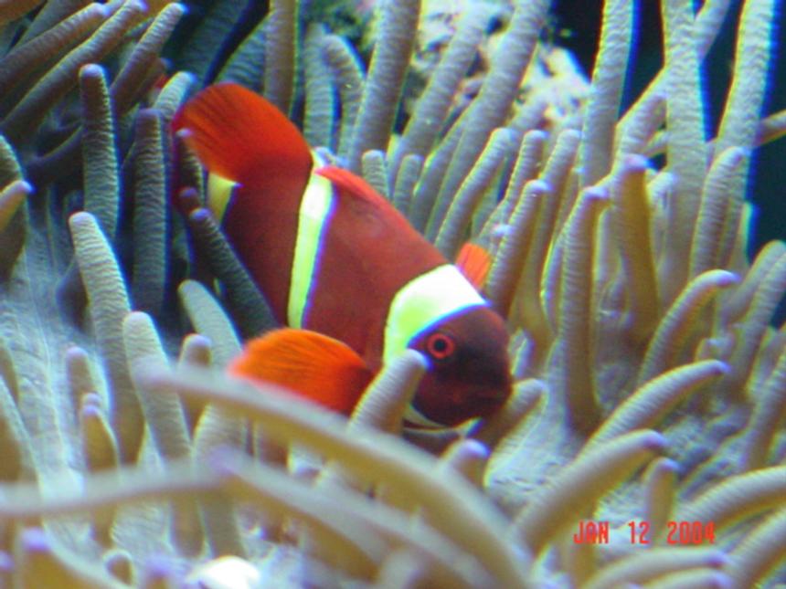 Rated #234: Corals Inverts - Heteractis Crispa - Sebae Anemone - clown loung