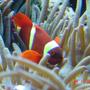 corals inverts - heteractis crispa - sebae anemone - clown loung