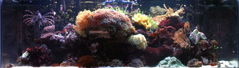 corals inverts - sarcophyton elegans - yellow fiji leather coral - Large mushroom soft corals