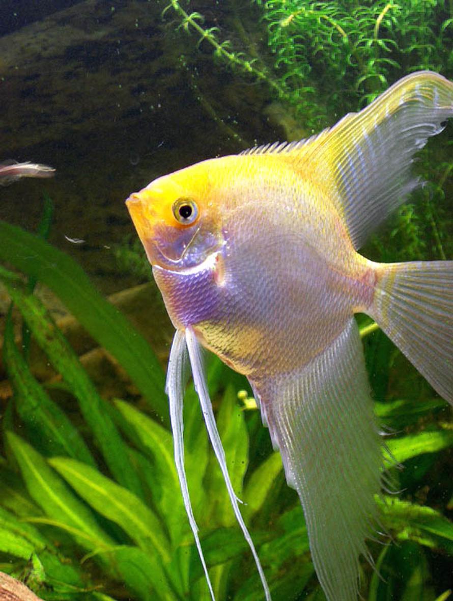 freshwater fish - pterophyllum sp. - silver angel