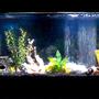 freshwater fish tank (mostly fish and non-living decorations) - 55 gallon community tank.