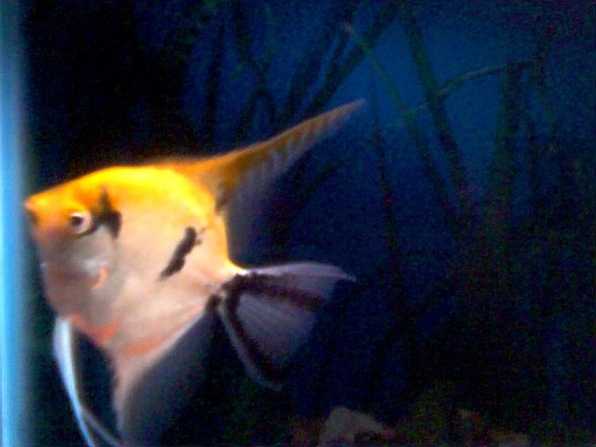 Rated #2328: Freshwater Fish - Pterophyllum Sp. - Veil Angel