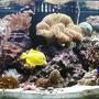 fish tank picture - 80g Reef with center overflow and Eco-system filtration, 2-250w Iwasaki MH and 2-110w VHO Actinic. Auto topoff