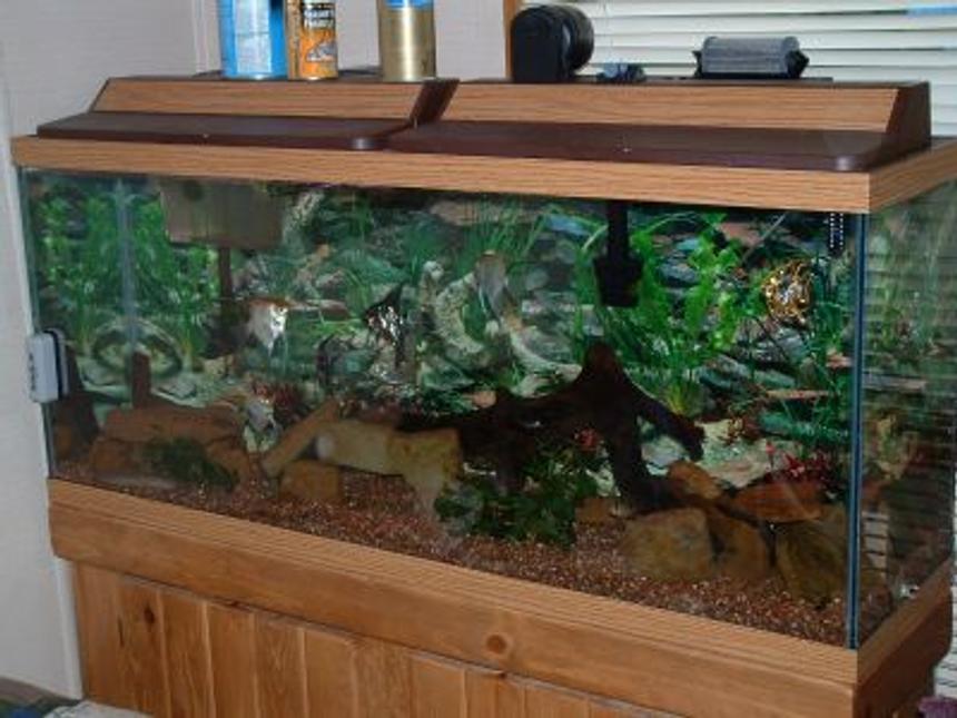 Rated #2344: Freshwater Fish - Pterophyllum Sp. - Koi Angel