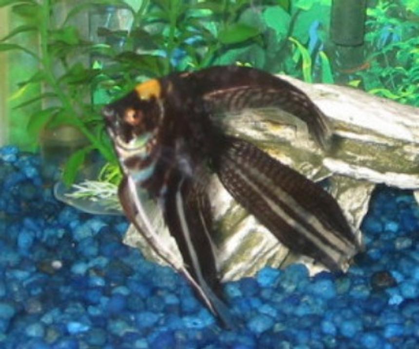 Rated #2234: Freshwater Fish - Pterophyllum Sp. - Marble Veil Angel