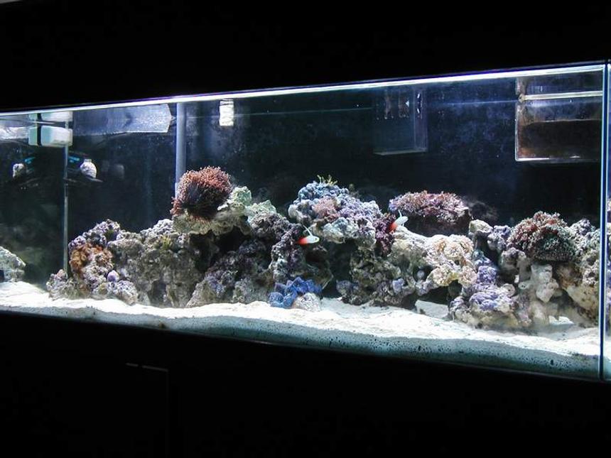 Rated #824: Reef Tank