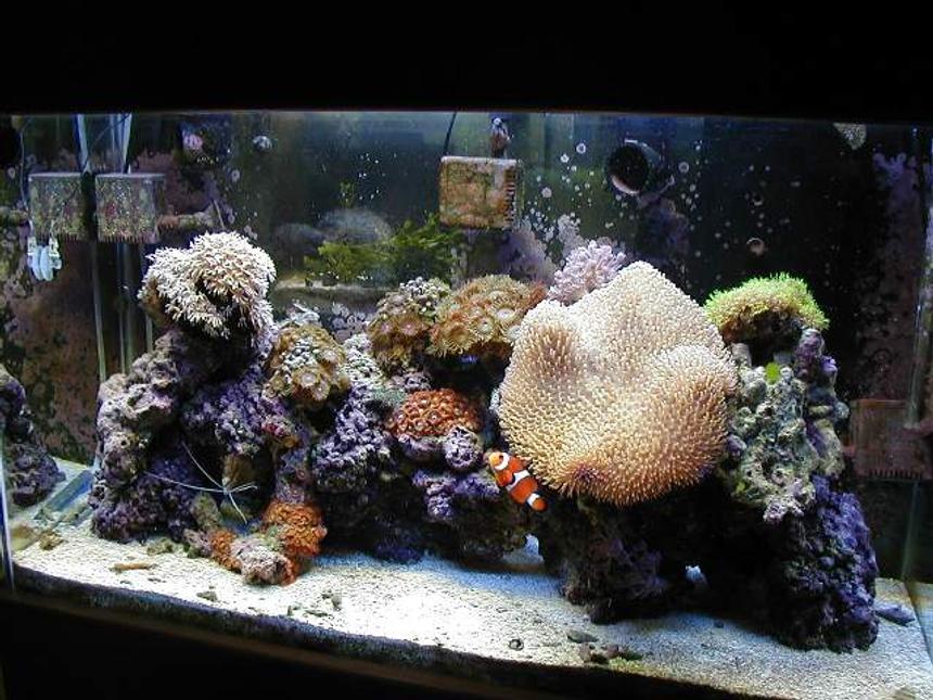 Rated #779: Reef Tank - 29 gallon reef