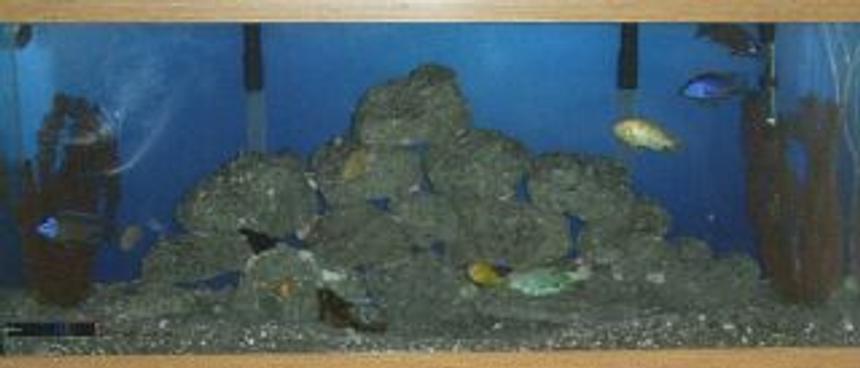 Rated #3466: Freshwater Fish Tank - 55 Gallon African Ciclid Tank
29 Gallon African Ciclid TAnk