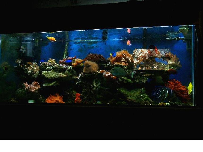 Rated #787: Reef Tank - 1 koran, 1 yellow tail poma female, 1 unicorn tang, 4 damsels, 1 keyhole, 1 potters, 1 clown, 1 yellow wrase, 1yellow and 1 scopa tang, 1 watchman, 1 firefish, 1 bar gobie, 1 anthis, 1 hippo tang, 1 emerald blennie all in a 75-E for 4 years