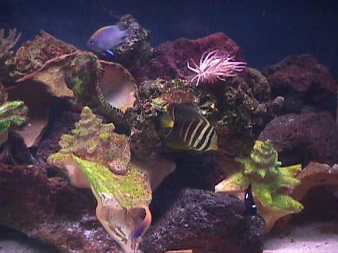 reef tank (mostly live coral and fish) - I have a 120 gallon semi reef tank as my hobby for about 3.5 years.