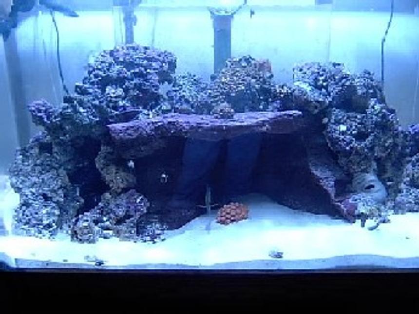 Rated #1176: Reef Tank - 130 custom built 1-250w MH w/XM 20k