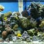reef tank (mostly live coral and fish) - 36 gallon corner bowfront:canister filter;powersweep powerhead;87 watt power compacts;2-20 watt flourescents;and no skimmer........about 75 lbs. of live rock...corals include 7 different colors of mushrooms including two different colors of elephant ears,5 colors of ricordia,27 different colored colonies of zoo's,1 sarcophyton,2 hammerheads,1 fogspawn,1 blostemus merlotti,yellow polyps,star polyps, 10 inch slipper, derasa clam,assorted snails and crabs,black clown,2 damsels, it's about 5 months old