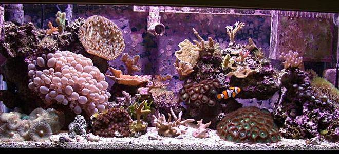 reef tank (mostly live coral and fish) - 20g SPS Nano Reef