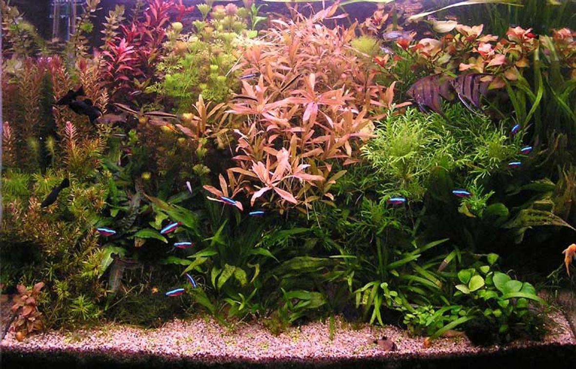 planted tank (mostly live plants and fish)