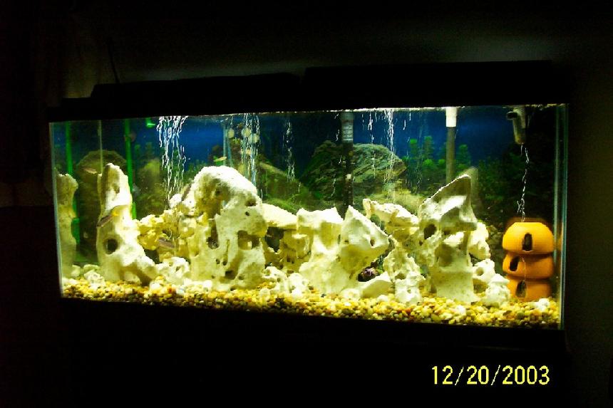 Rated #1851: 55 Gallons Freshwater Fish Tank - 55 gallon Tang Tank