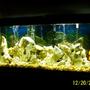 55 gallons freshwater fish tank (mostly fish and non-living decorations) - 55 gallon Tang Tank