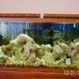 55 gallons freshwater fish tank (mostly fish and non-living decorations) - 55 gallon Tang Tank
