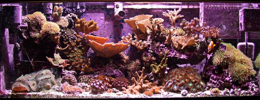 Rated #462: Reef Tank - 20g SPS Nano Reef