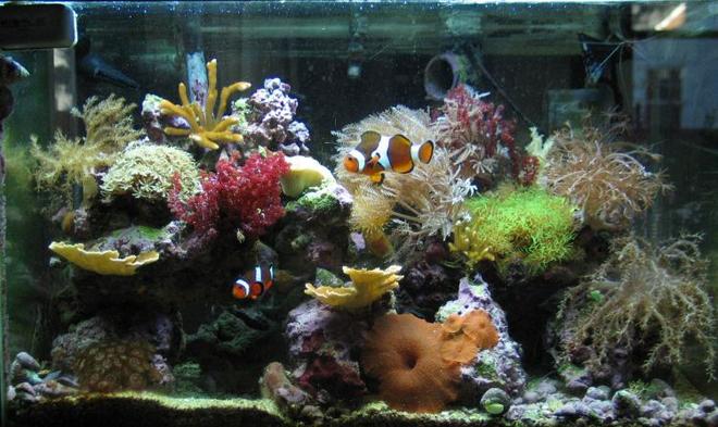 reef tank (mostly live coral and fish) - 20 gallon semi-nano
40 lbs TBS live rock
CPR BakPak skimmer
500 gph closed-loop with SCWD
Mostly softies, some Montipora