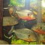 freshwater fish - pygocentrus nattereri - redbellied pirhana