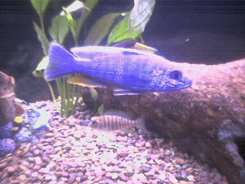 Rated #2190: Freshwater Fish - Sciaenochromis Ahli - Electric Blue Cichlid - This here is Mr Fish!