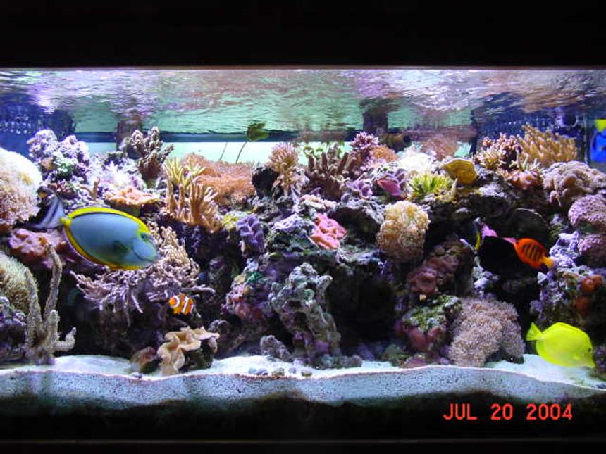 Rated #134: Reef Tank - 120 gal 160lbs live rock 50 gal sump and 30 gal refugium
