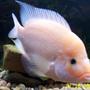 freshwater fish - amphilophus labiatus - red devil