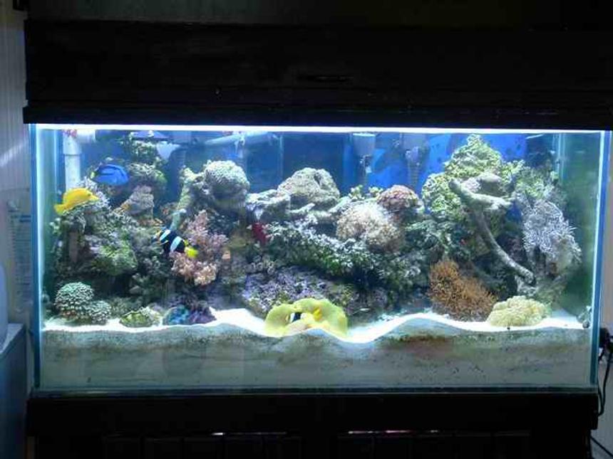 Rated #1045: Reef Tank - 90gal reef ready tank with 180 pounds of live rock 7" deep sand bed