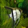 freshwater fish - pterophyllum sp. - silver zebra angel