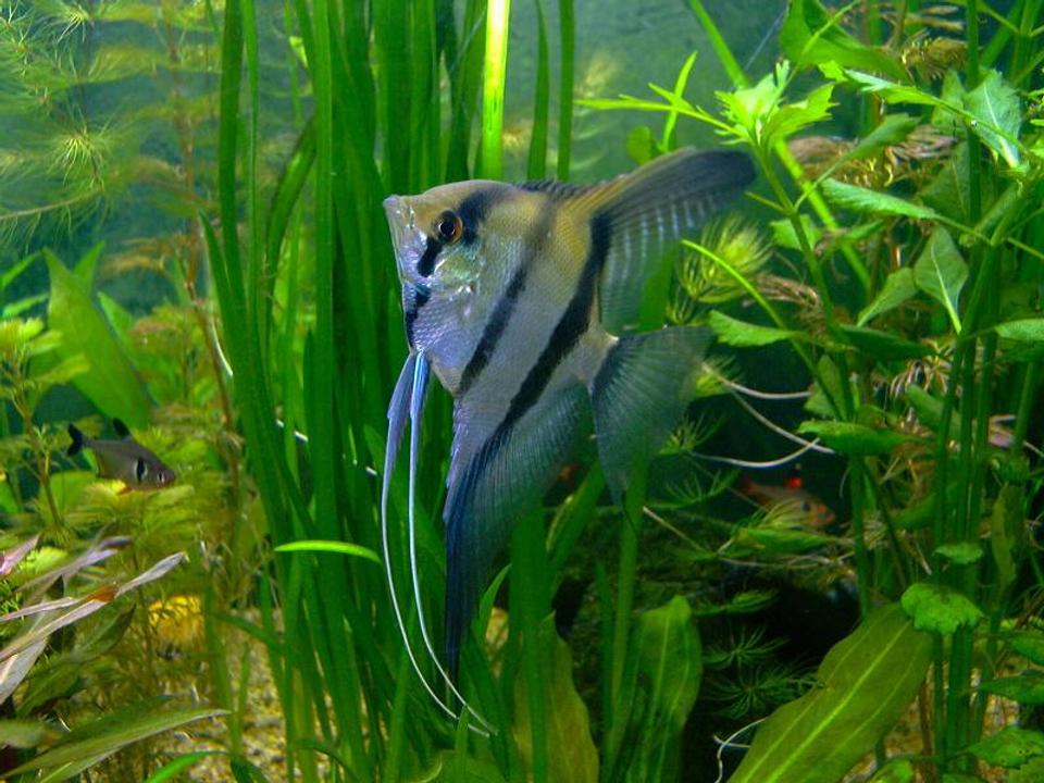 freshwater fish - altum angel- true wild strain - pterophyllum altum