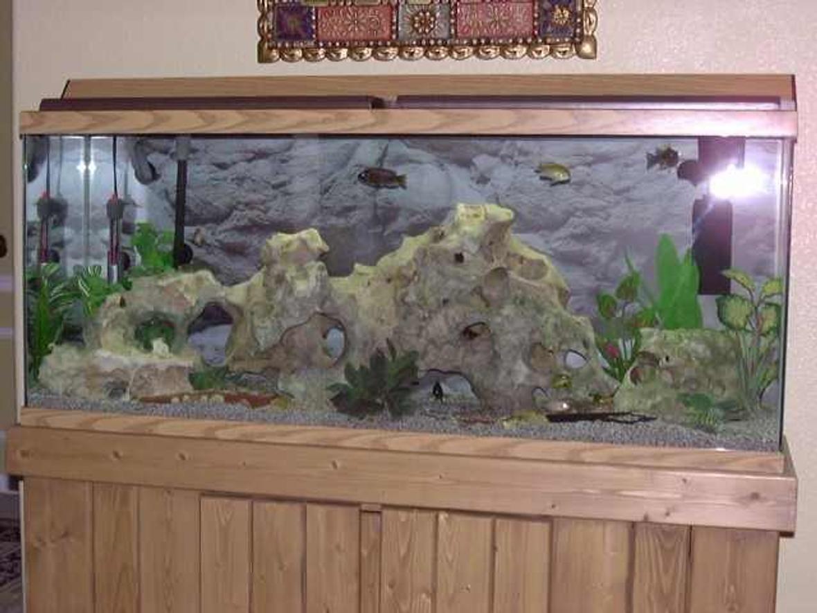 freshwater fish tank (mostly fish and non-living decorations) - African Cichlids