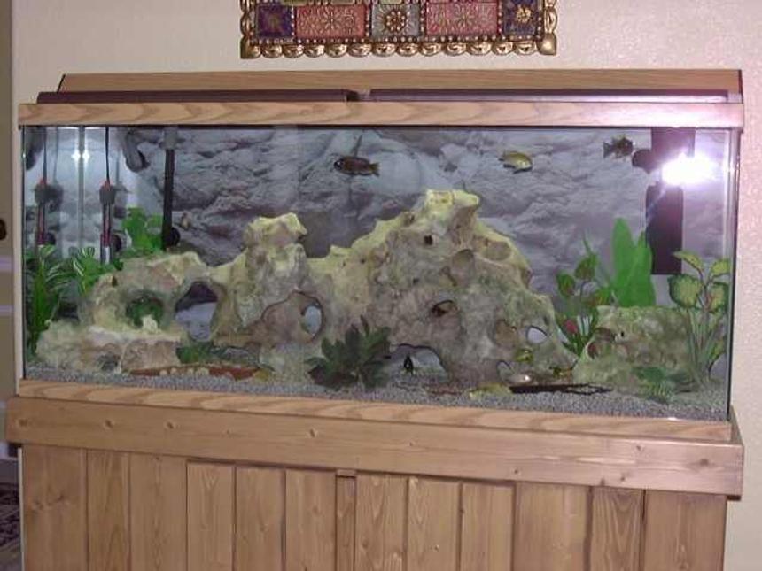Rated #1796: Freshwater Fish Tank - African Cichlids