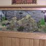 freshwater fish tank (mostly fish and non-living decorations) - African Cichlids
